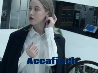Accafinch
