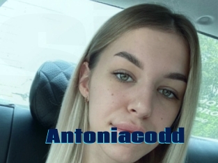 Antoniacodd