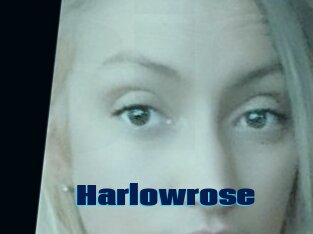 Harlowrose
