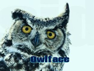 Owlface