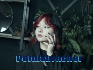 Petulabracher