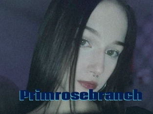 Primrosebranch
